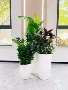 北仑花木租摆价格